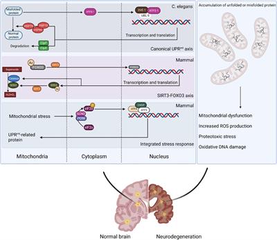 Frontiers | Mitochondrial Quality Control Strategies: Potential 